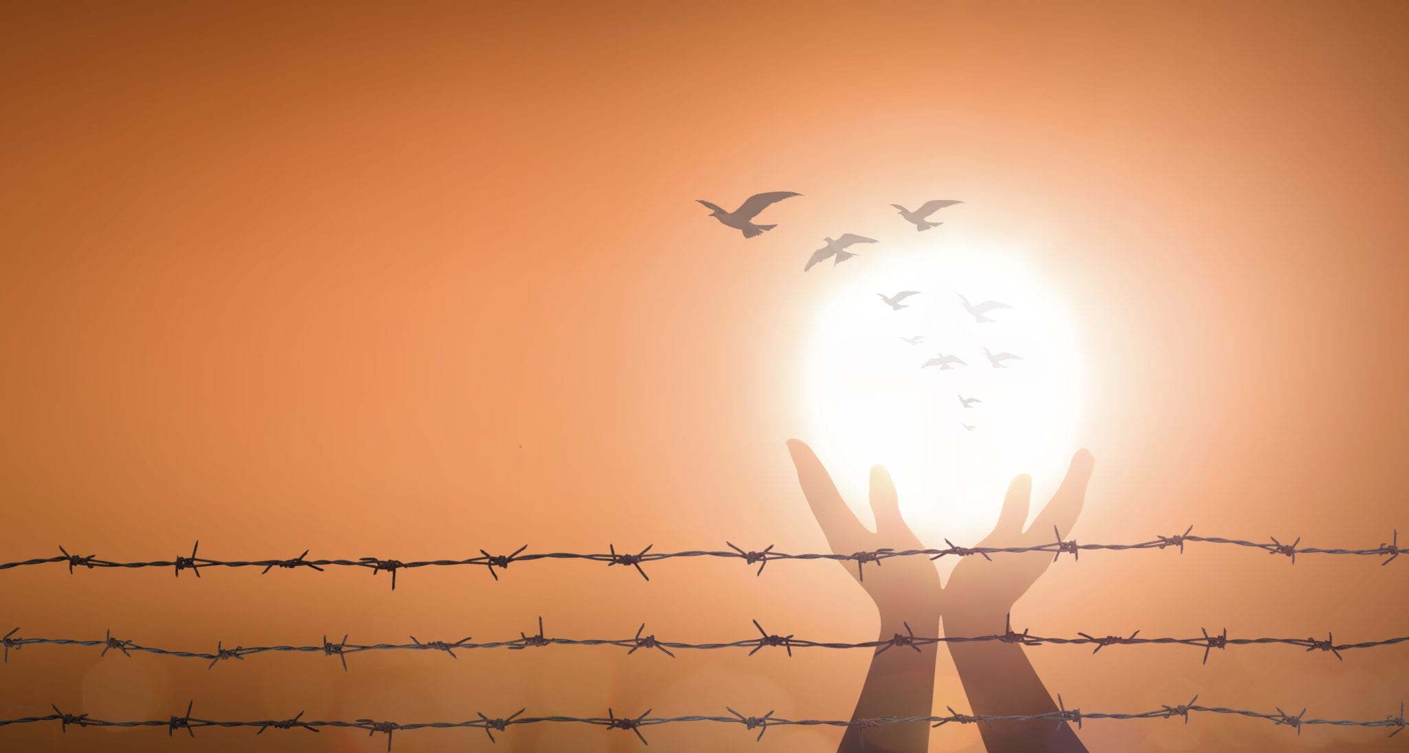 Silhouette human hand and barbed wire on blurred sun with bird flying background