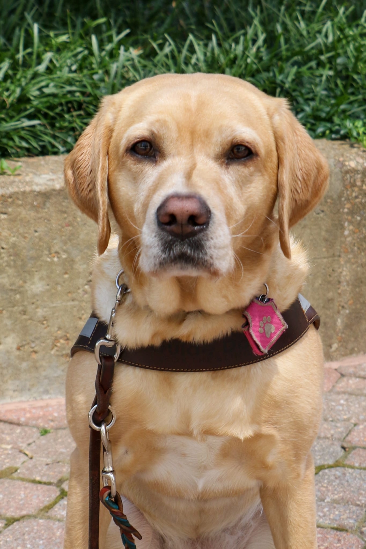 Portrait of Tulane, the dog