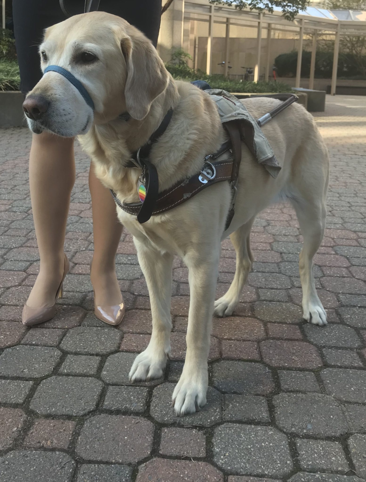 Nala is a below lab golden retriever mix.